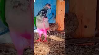 kabootar #youtube #viral #video #pegeon #pigeon #shorts