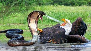 Eagle Vs Snake Eagle Fights Hard When Encountering The Most Poisonous Snake And What Happens