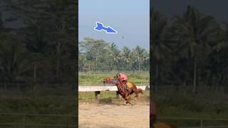 Detik - detik Sepatu Kuda pacu Lepas Saat Latihan #pacuankudaindonesia #horseracing #kuda