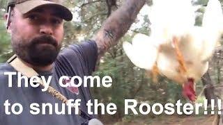 Culling a Rooster- A Homesteading and SHTF Practical Skill - They come to snuff the rooster