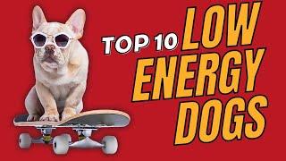 Top 10 Low Energy Dog Breeds Small Medium and Large. - Dogs 101