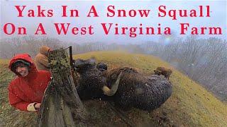 The Yak Tartary ox grunting ox or hairy cattle from the Himalayas to Mongolia in West Virginia