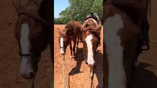 They could be twins  #redmares #horsetraining #prettygirls