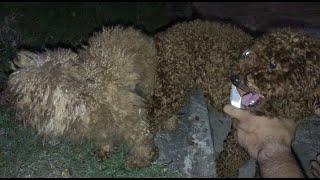 Proses perkawinan Poodle