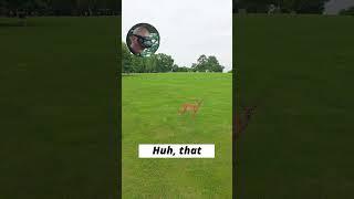 DRONE VS DEER