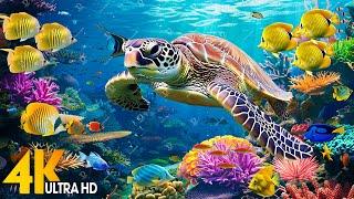 NEW 11HR Stunning 4K Underwater Footage - Rare & Colorful Sea Life Video-Relaxing Sleep Music