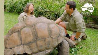 Spend some time with our cheeky giant tortoise  Australia Zoo Life