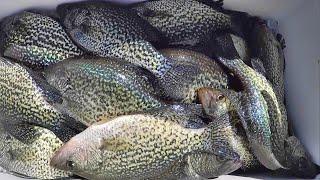 Easy Way To Catch Crappie For Dinner