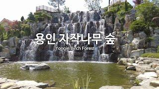 4K 용인 자작나무 숲Yongin Birch Forest - 5월 10 재오픈 유럽정원의 신상카페 베툴라 l 브이로그 영상