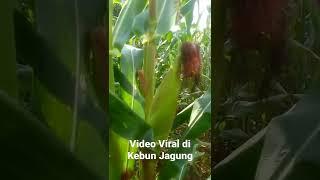 Video Yang Viral di Kebun Jagung