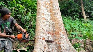 Excellent  felling a large tree with a small chainsaw