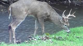 8 Point Buck in Bloomfield Hills