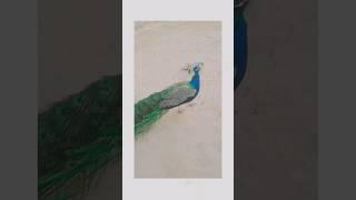 peacock sound  #youtubeshorts #viral #shortvideo #peacocklove #peacocksong #youtuber