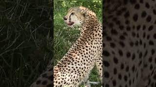 Cheetah having the kill   #shorts #masaimara #kenya