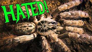 Top 5 MOST HATED Tarantulas