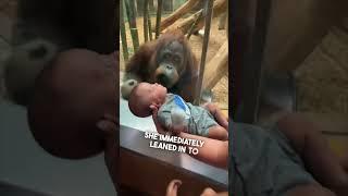 This orangutan wanted to see their baby ️