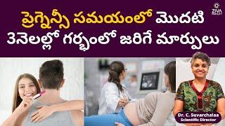 ప్రెగ్నెన్సీ మొదటి మూడు నెలలు  First 3 Months Of Pregnancy Telugu  Dr Suvarchala  Ziva Fertility