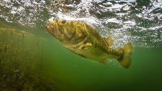 Insane Underwater Footage Bass Eating Jerkbaits + Fishing Tips