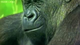 Gorilla Farts  