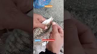 joumihoung..lancang babi #shortvideo #shorts #short #mancing_pinggiran #pku_banda_fishing