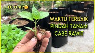 Kapan Waktu Terbaik Pindah Tanam Cabe Rawit?