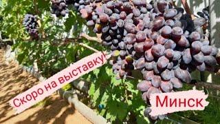  Виноград в Беларуси. Фото сортов и гибридных форм.