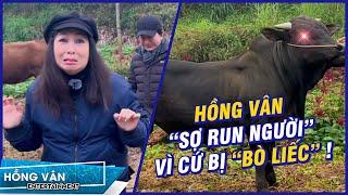 Hồng Vân sợ run người vì cứ bị con bò vừa nhìn vừa liếc   Hậu Trường Có Hẹn Cùng Thanh Xuân