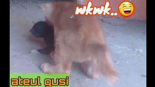 #kucing gemesan#bikin ngakak