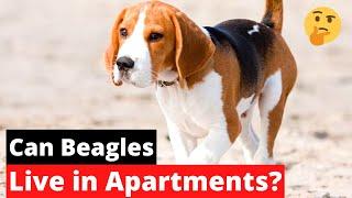 Can Beagles Live in Apartments? Are Beagles Fit to Stay in Apartments?