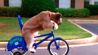 Norman The Dog Rides a Bike - You Have Been Warned