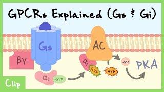 Gs & Gi Pathways Of G-Protein-Coupled Receptors Explained  Clip