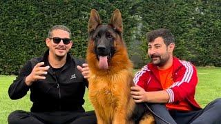 DÜNYA ŞAMPİYONLARI TÜRKİYE’DE  150 ADET ALMAN ÇOBAN KÖPEĞİ OLAN HARİKA ÇİFTLİK  #k9 #gsd