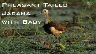 Call of Pheasant Tailed Jacana with Baby 4K