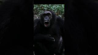 Sound of Chimpanzee  Chimps Sound  Pan troglodytes Sound