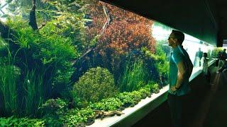 The Worlds Biggest and Best Aquascape emotional