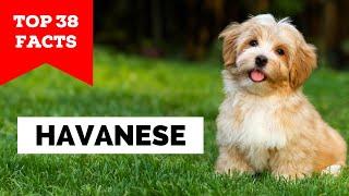 99% of Havanese Owners Dont Know This