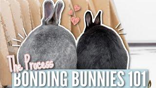 Bonding Bunnies 101 - The Bonding Process Step by Step