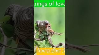 Strings of love ਪਿਆਰ ਦੀਆਂ ਤੰਦਾਂ محبت ڈرائیوز #shorts  #short #shorts_viral_video