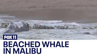 Baby California gray whale washes ashore in Malibu