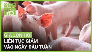 Giá lợn hơi liên tục giảm mạnh?  VTC16