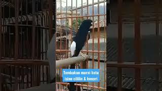 Tembakan murai batu isian cililin dan kenari.