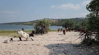 Dongane Lake - Inhambane Mozambique - The Cows