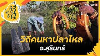 วิถีคนหาปลาไหล จ.สุรินทร์  ซีรีส์วิถีคน