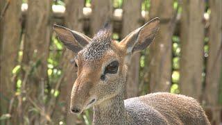 珍獣！？ 鼻がムニュムニュ動く！