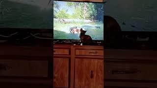 My kitten reacts to Stray.  No spoilers.