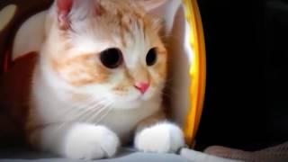 Funny cute cat