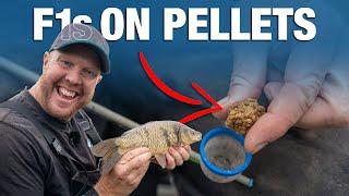 Catch F1s On Micro Pellets and Expanders  Andy Mays Basic Guide