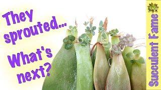 Sprouts Whats Next? How to Propagate Succulents PART 5