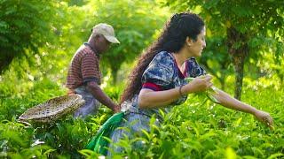 Ceylon Tea Recipe Homemade Tea  World Famous Sri Lankan Secret  Poorna - The nature girl