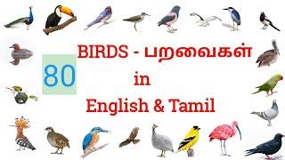 80 Birds Name in English and Tamil l Paravaigal Peyargal l Bird Names l Toddlersslate.